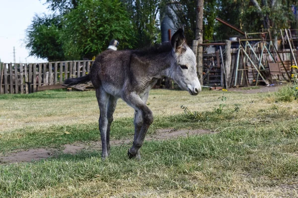 Bebé Recién Nacido Burro Granja Campo Argentino —  Fotos de Stock