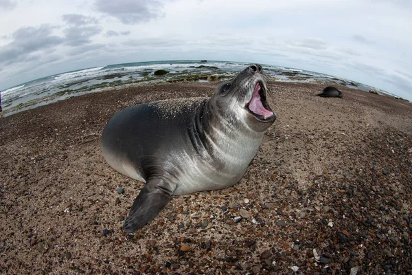 Elephant Seal Peninsula Valdes Unesco World Heritage Site Patagonia Argentina — 스톡 사진