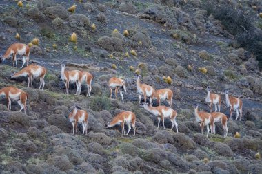 Guanacos otlatma, Torres del Paine Ulusal Parkı, Patagonya, Chil