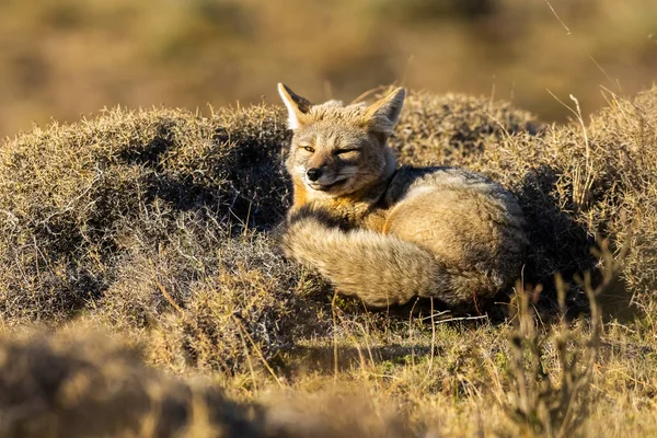 Patagonia Grey Fox Pseudalopex Griseus Parque Nacional Torres Del Paine — Fotografia de Stock