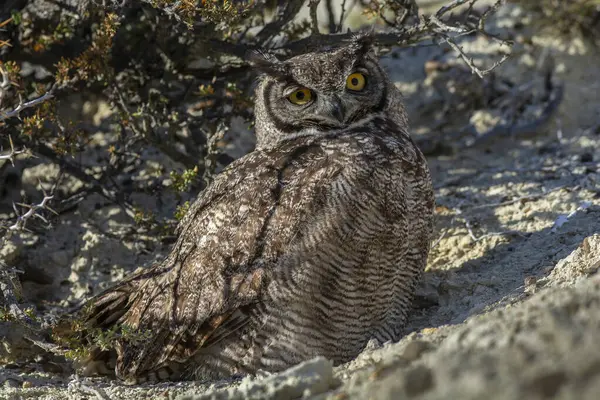 Great Horned Owl Bubo Virginianus Nacurutu Peninsula Valdes Patagonia Argentina — Stock Photo, Image