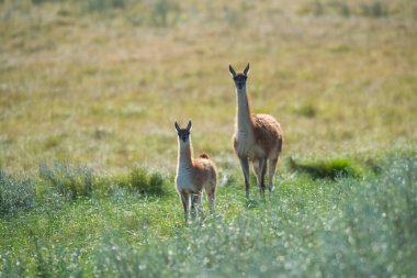 Pampas çayırlarında Guanacos, La Pampa ili, Patagonya, Arjantin.