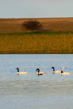 Siyah boyunlu Kuğu, La Pampa Eyaleti, Patagonya, Arjantin 'de bir gölde yüzüyor..