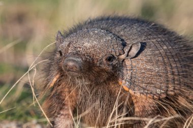 Kıllı Armadillo, çayırlık alanda, Yarımada Valdes, Patagonya, Arjantin