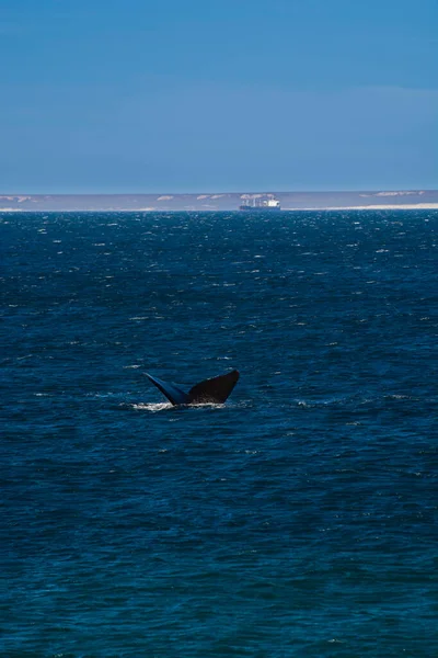 Sohutern Right Whale Tail Peninsula Valdes Chubut Patagonia Argentina — Stock Photo, Image