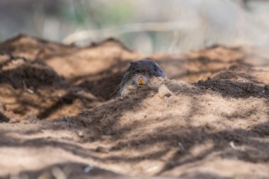Azaras Tuco tuco, Ctenomys azarae, La Pampa Eyaleti, Patagonya Arjantin. 