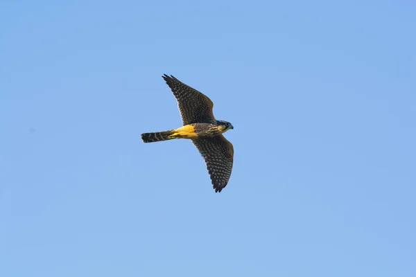 Aplomado Falcon Falco Femoralis Pampa Patagonia Argentina — стоковое фото