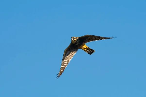 Aplomado Falcon Falco Femoralis Pampa Patagonien Argentina — Stockfoto