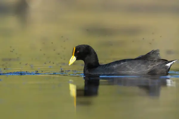 White Winged Coot Diving Look Food Pampa Province Patagonia Argentina — Stockfoto