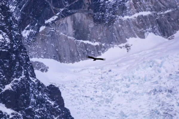 Andinska Condor Flygning Torres Del Paine National Park Patagonien Chile — Stockfoto