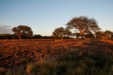Pampas ağacı manzarası, La Pampa ili, Patagonya, Arjantin.