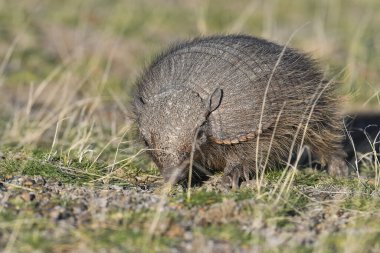 Kıllı Armadillo, çayırlık alanda, Yarımada Valdes, Patagonya, Arjantin
