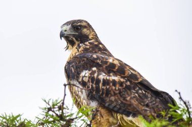 Kızıl sırtlı Şahin, Değişken Şahin (Buteo polyosoma) Juvenil