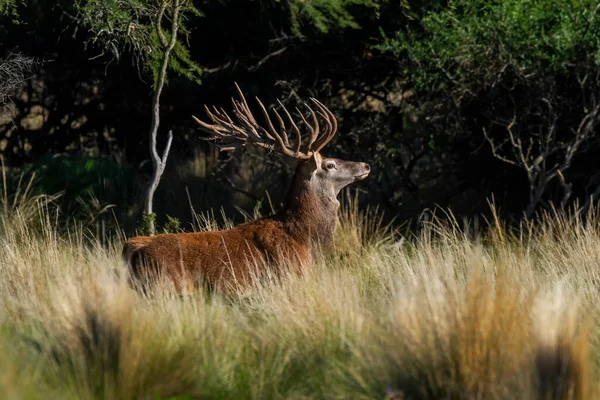 Czerwony Jeleń Mężczyzna Ryczący Pampa Argentyna Parque Luro Rezerwat Przyrody — Zdjęcie stockowe