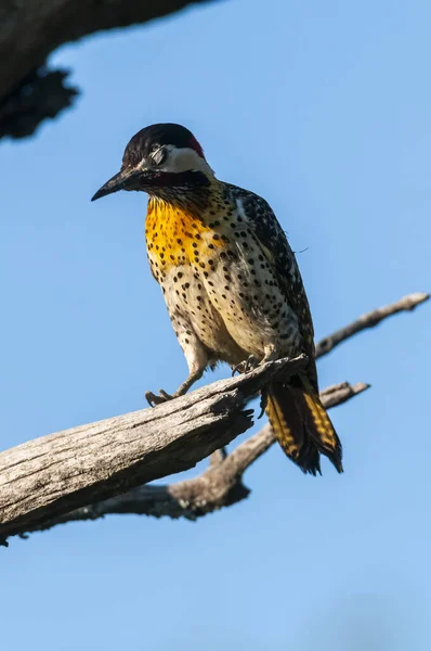 Green Barred Woodpecker Forest Environment Pampa Province Patagonia Argentina —  Fotos de Stock