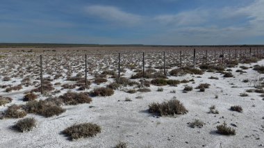 Yarı çöl çevresindeki tuzlu toprak, La Pampa ili, Patagonya, Arjantin.