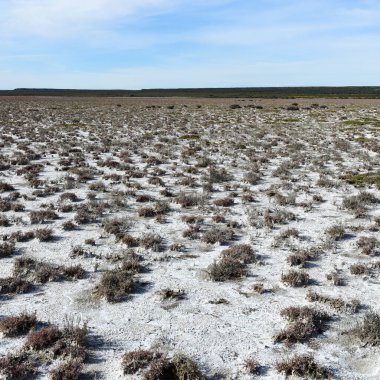 Yarı çöl çevresindeki tuzlu toprak, La Pampa ili, Patagonya, Arjantin.