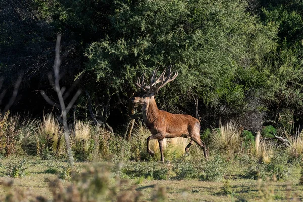 Red Deer Calden Forest Environment Pampa Argentina Parque Luro Nature — Stock Photo, Image