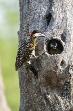 Green barred Woodpecker in forest environment,  La Pampa province, Patagonia, Argentina.