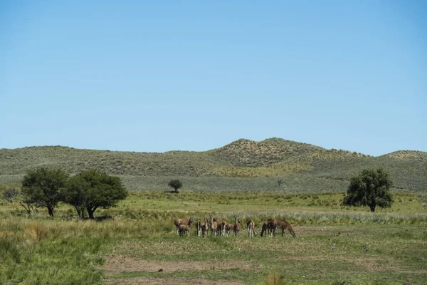 Pampas çimen ortamında Guanacos, La Pampa, Patagonya, Argen