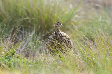 Tinamou otlak ortamında, Pampas, Arjantin