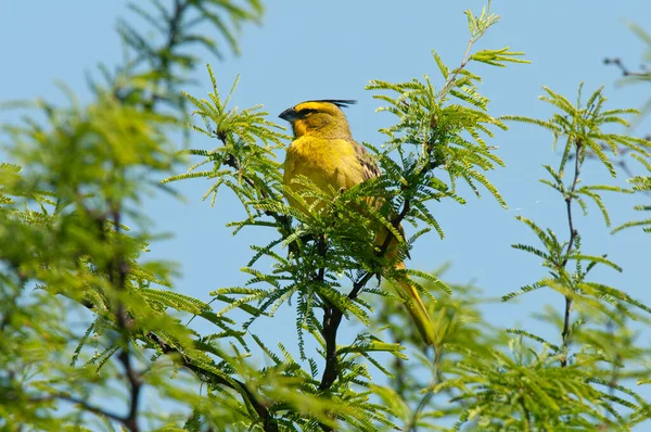 Yellow Cardinal Gubernatrix Cristata Endangered Species Pampa Argentina — Stock Photo, Image