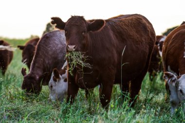 Pampas Kırsalında Sığırlar, Arjantin Et Üretimi, La Pampa, Arjantin.