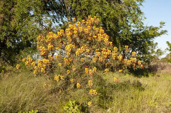 Patagonya 'da yabani çiçek, Caesalpinia gilliesii, La Pampa, Arjantin.