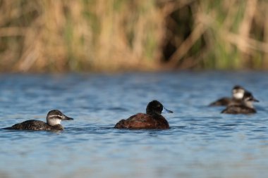 Lake Duck in Pampas Lagoon environment, La Pampa Province, Patagonia , Argentina.