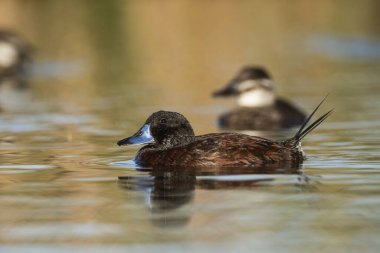 Lake Duck in Pampas Lagoon environment, La Pampa Province, Patagonia , Argentina.