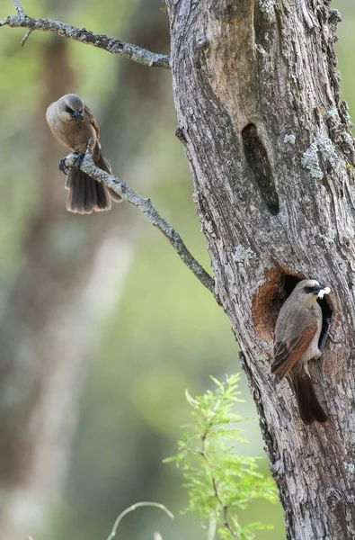 Anidación Aves Corral Aladas Bahía Entorno Forestal Calden Provincia Pampa — Foto de Stock