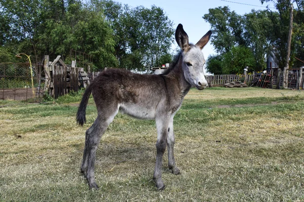 Eşek Yeni Doğmuş Bebeği Çiftlikte Arjantin Kırsalında — Stok fotoğraf