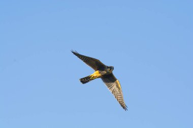 Aplomado Falcon, Falco femoralis, La Pampa, Patagonya, Arjantin