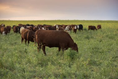 Pampas Kırsalındaki sığır sürüsü, Arjantin et üretimi, La Pampa, Arjantin.