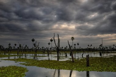 La Estrella Marsh 'taki Sunst Palms manzarası, Formosa, Arjantin.