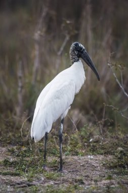 Jabir sulak arazide, Jabiru bakterisi, Pantanal, Mato Grosso Brezilya. 
