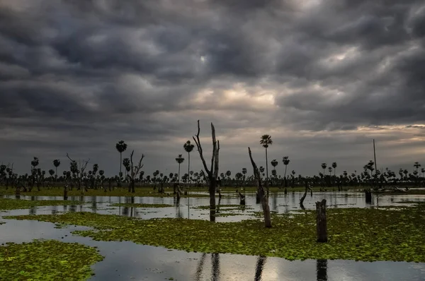 Sunst Palms Landscape Estrella Marsh Formosa Province Argentina — Stock Photo, Image