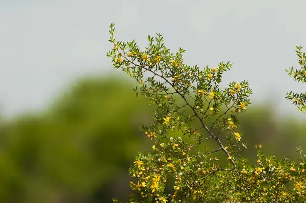 Wild Flowers Berberis Ruscifolia Semi Desertic Environment Calden Forest Pampa — Stock Photo, Image