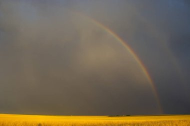 Pampas kırsal bölgesi, La Pampa ili, Patagonya, Arjantin.