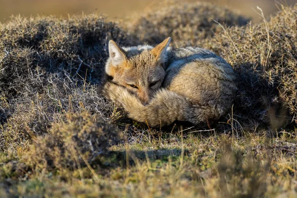 Patagonia Grey Fox Pseudalopex Griseus Torres Del Paine National Park — Stock Photo, Image