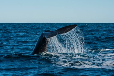 Sohutern sağ balina kuyruğu ıstakoz kuyruğu, nesli tükenmekte olan türler, Patagonya, Arjantin