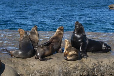 Güney Sağ Balina (Eubalaena Australis)