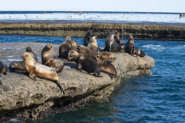 Güney Sağ Balina (Eubalaena Australis)