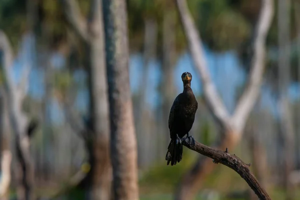 Neotropic Cormorant Estrella Marsh Formosa Province Argent — Stock Photo, Image