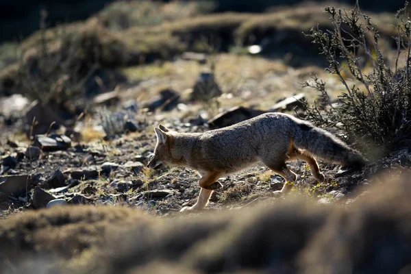 Patagonya Grey Fox Pseudalopex Griseus Torres Del Paine Ulusal Parkı — Stok fotoğraf