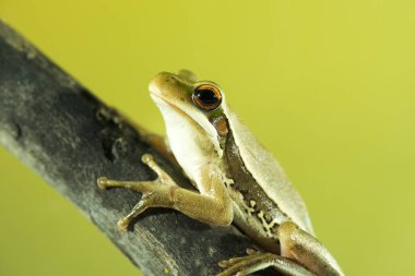 Montevideo Ağacı, Hyla Pulchela, La Pampa, Patagonya, Arjantin.