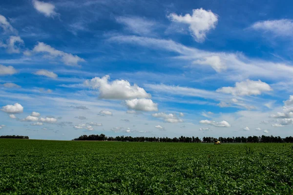 Soybean Crop Field Buenos Aires Province Countryside Argentina — Stock Photo, Image