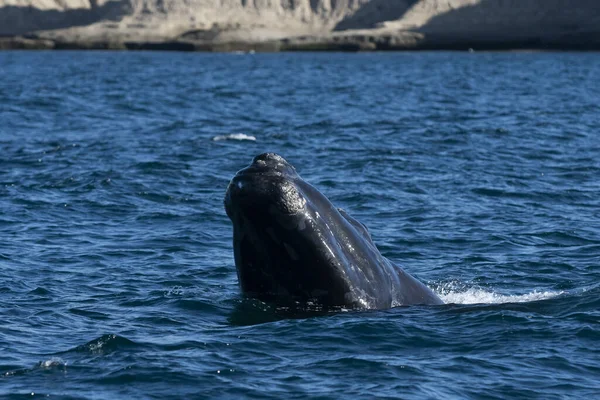 Sohutern Right Whales Surface Peninsula Valdes Patagonia Argentina — Stock Photo, Image