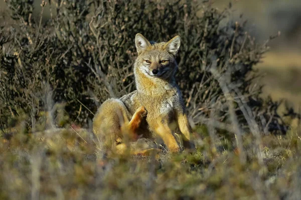 Patagonya Grey Fox Pseudalopex Griseus Torres Del Paine Ulusal Parkı — Stok fotoğraf