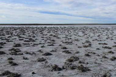 Yarı çöl çevresindeki tuzlu toprak, La Pampa ili, Patagonya, Arjantin.